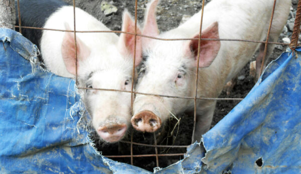 Two pigs in mud